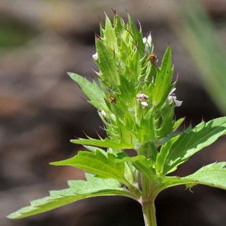 Dracocephalum parviflorum, American Dragonhead